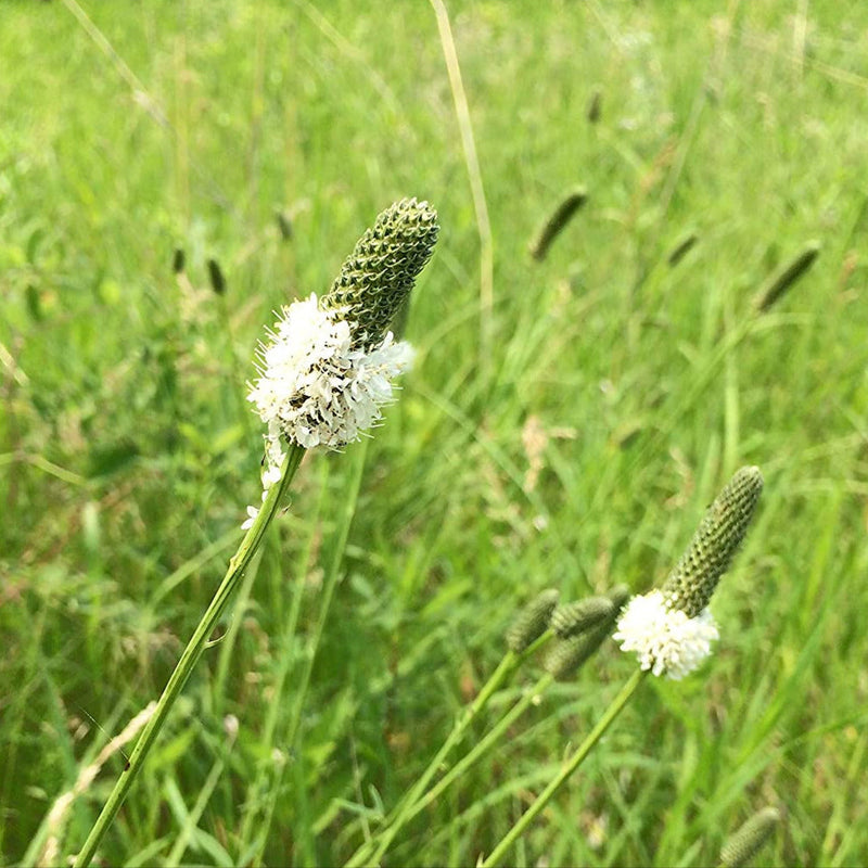 A close-up image of White Prairie Clover with visible seed heads amidst green grass.