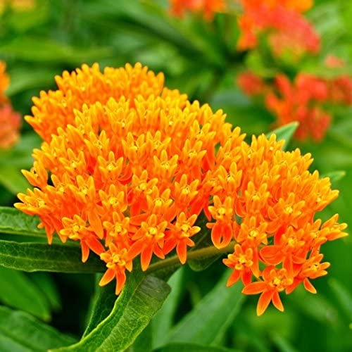 A close-up image of vibrant orange and red flowers from the Native American Milkweed Butterfly plant.