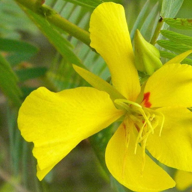 A close-up image of a yellow Native American Pea Partridge flower with a prominent central corona and petals surrounding it.