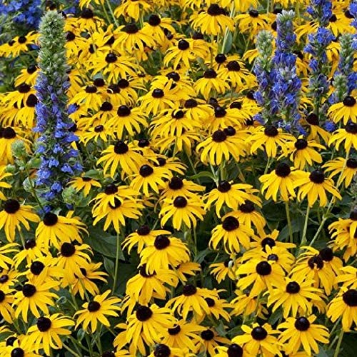 A close-up image of yellow flowers with dark centers, characteristic of the Rudbeckia Black-Eyed Susan, surrounded by blue flowers.