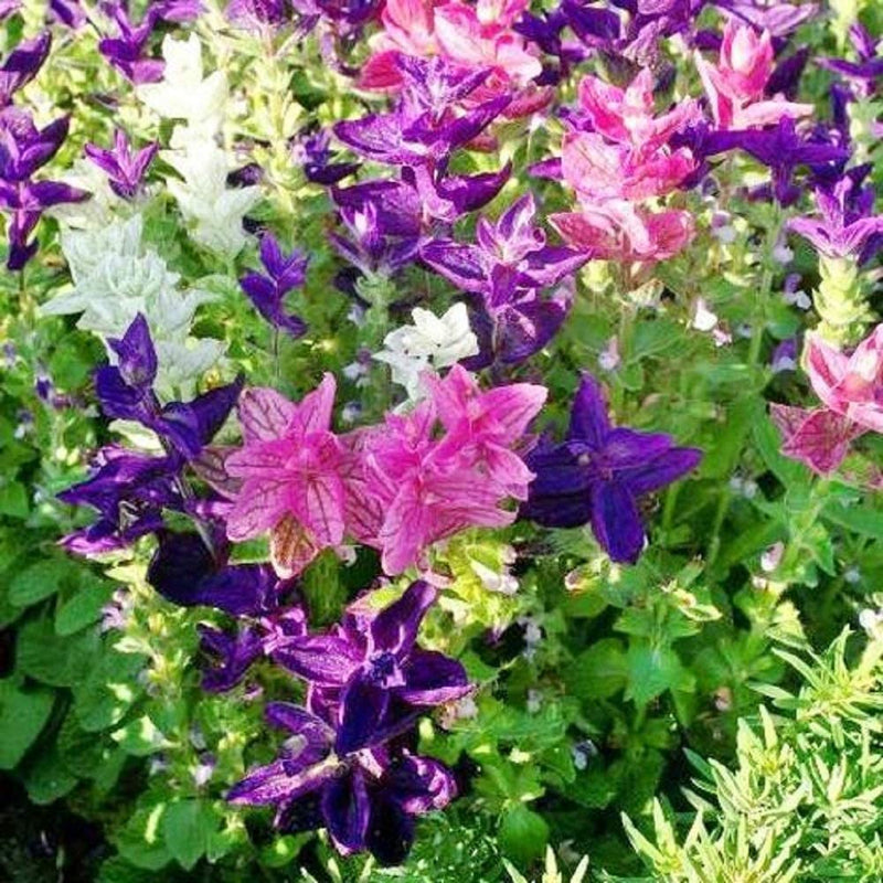 A vibrant mix of purple, pink, and white flowers from the Native American Sage Clary Tricolor Mix.