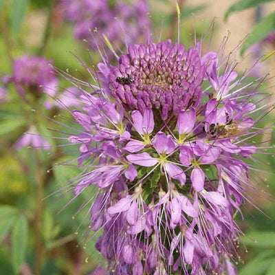Rocky Mountain Beeplant is native from the Great Plains to California and eastern Washington. Colors range in shades of pink, lavender, and white and is an excellent nectar plant for bees and other pollinators. Seed has very high dormancy – plant in late fall or provide cold stratification. Suitable for reclamation, conservation plantings and the pollinator garden. Also good for xeriscaping.