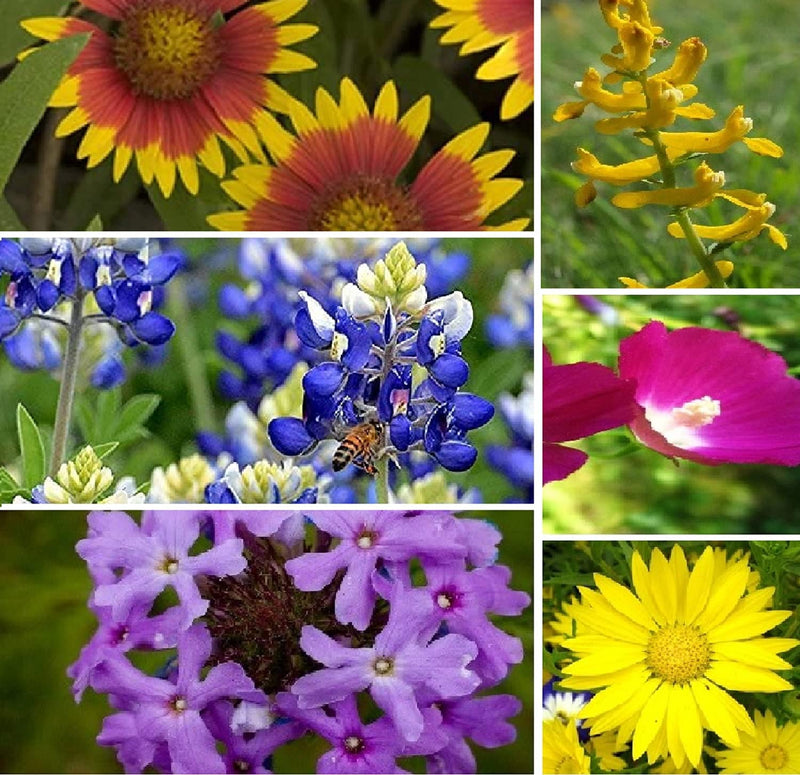 A collage of various Texas native wildflowers including red and yellow flowers, bluebonnets with a bee, and pink and yellow flowers.