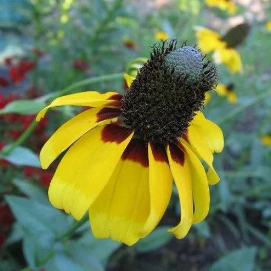 A close-up image of a yellow Coneflower with a dark center, typical of Black-Eyed Susans, growing in a garden.