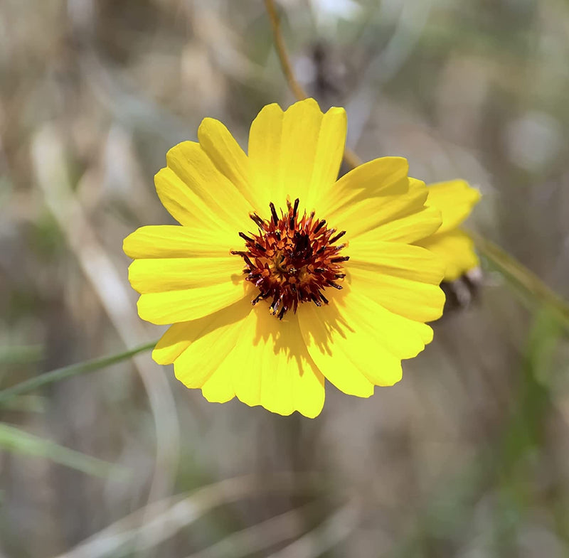 A close-up image of a yellow Greenthread flower with a brown to reddish center, surrounded by dry grass.