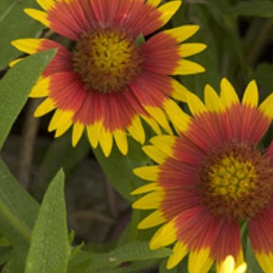 Close-up image of two Native Texas Indian Blanket flowers with red and yellow petals, surrounded by green leaves.