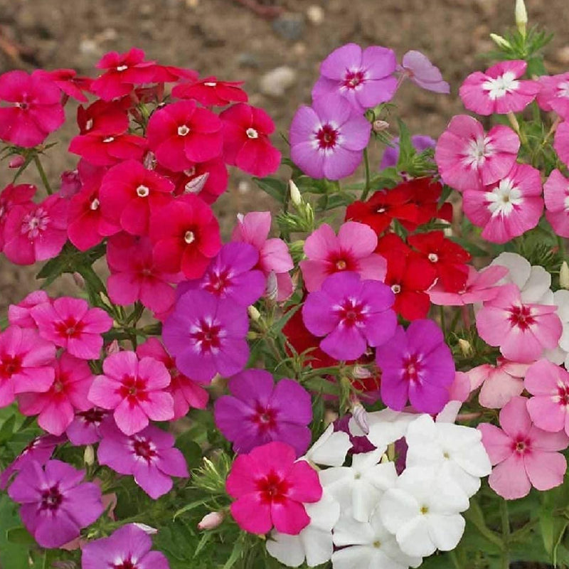A vibrant mix of red, pink, and white Drummond phlox flowers, with green foliage.