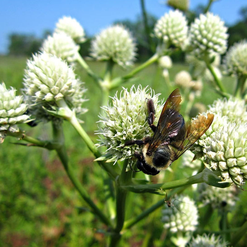 A bee pollinating a flower with a white, spiky golf ball-shaped flower.