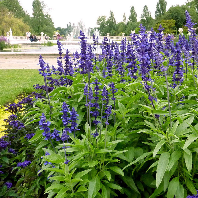 A garden bed of vibrant violet-blue salvia sage plants with lush green leaves and tall flower spikes.
