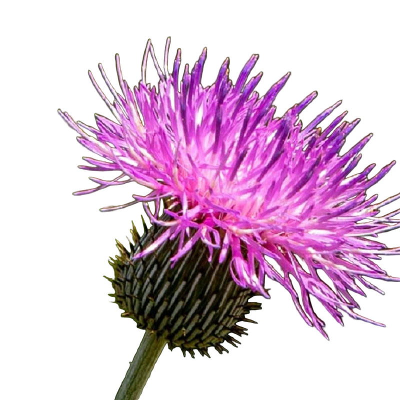 Close-up image of a pink Native Texas Thistle Milk flower with a green background.