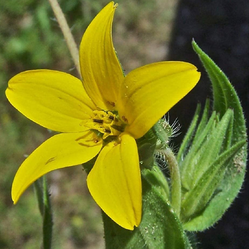 A close-up image of a Texas Yellow Star flower with five petals and a yellow center.