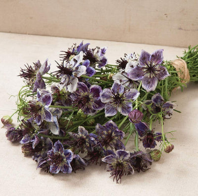 A bunch of Nigella Delft Blue flowers with double petals, transitioning from bloom to seed pod stage, with a beige background.