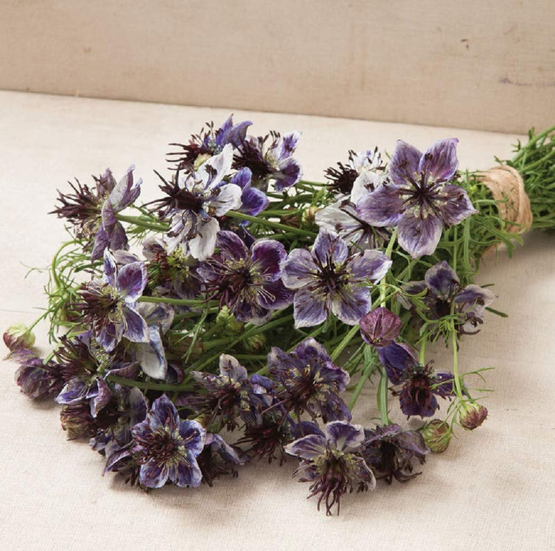 A bunch of Nigella Delft Blue flowers with double petals, transitioning from bloom to seed pod stage, with a beige background.