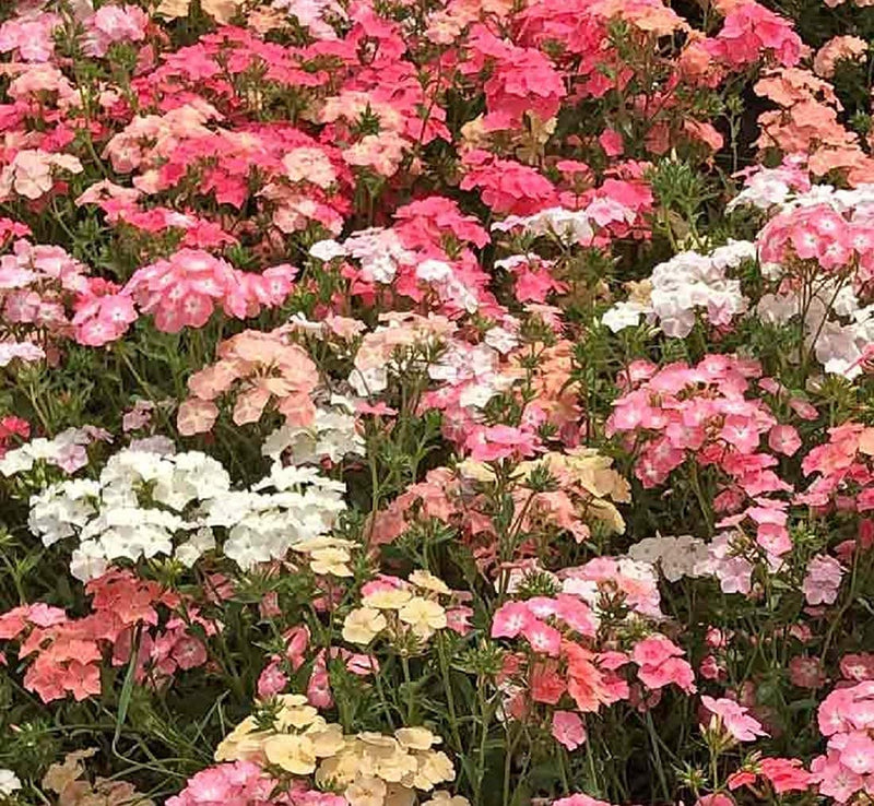 A vibrant mix of pink, white, yellow, and rose colored flowers from the Phlox Pastel Shades Mix.