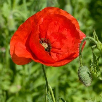 A close-up image of a vibrant red poppy-like flower at the top of a stalk, consistent with the description of the Flower Poppy Corn Red product.