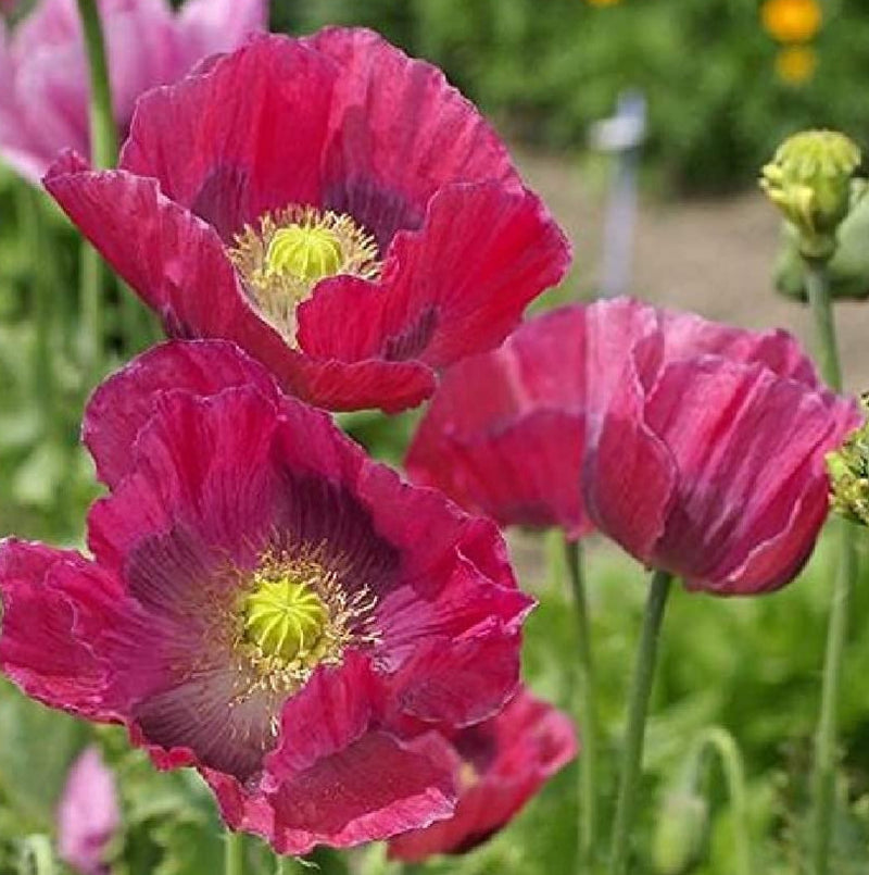 A close-up image of a group of vibrant pink Poppy Hens & Chicks flowers with lilac centers, surrounded by green foliage.