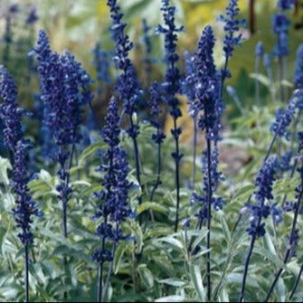 A close-up of Victoria Blue Salvia flowers with blue petals and green leaves.