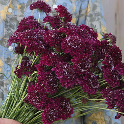 A bouquet of dark wine-colored Scabiosa flowers, with slender stems and a textured appearance.
