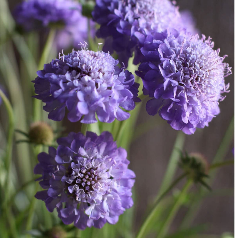 A close-up image of purple Scabiosa flowers with a blurred background.