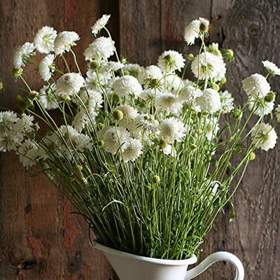 A bunch of white Scabiosa Snowmaiden flowers in a white vase against a rustic wooden background.