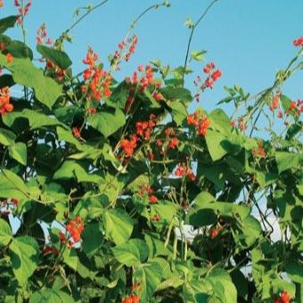 Scarlet Runner Bean is an open pollinated heirloom. A hummingbird favorite.

Scarlet runner bean produces scarlet flowers against green, heart-shaped foliage.

Rapid climbers. Beans are edible and delicious when harvested young. Keep pods picked for continuous bloom. 