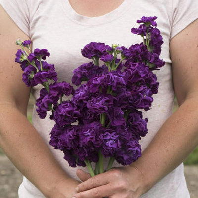 A person holding a bouquet of purple stock flowers.