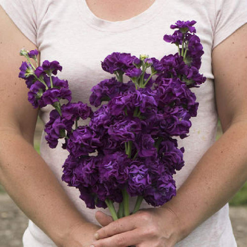 A person holding a bouquet of purple stock flowers.