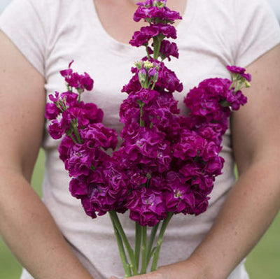 A person holding a bouquet of purple Iron Rose flowers.
