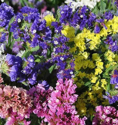 A variety of statice flowers in bloom, showing shades of rose, apricot, lavender, dark blue, pale blue, yellow, and white.