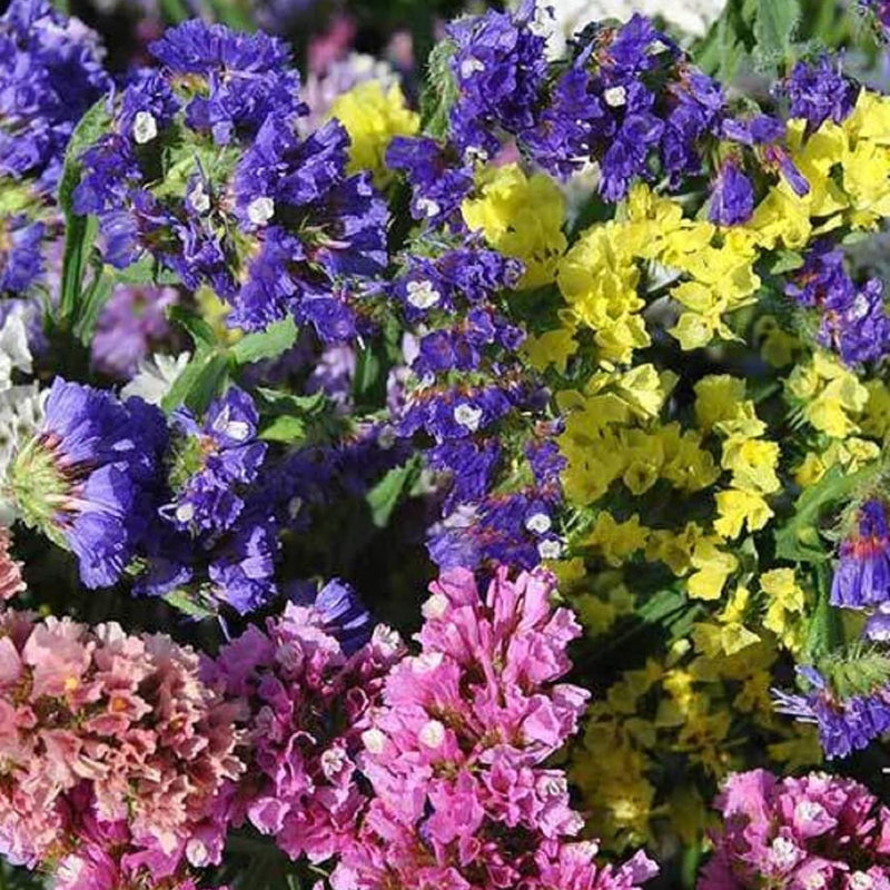 A variety of statice flowers in bloom, showing shades of rose, apricot, lavender, dark blue, pale blue, yellow, and white.