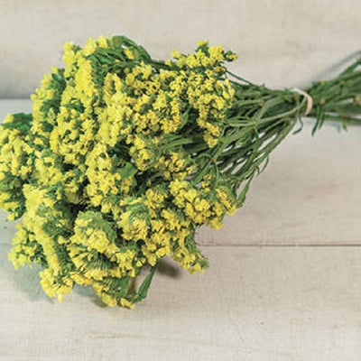 Flower Statice Seeker Yellow is a Sturdy dried and fresh-cut flower. Productive plants produce bright, 1 1/2–3" flower clusters on strong stems in the field and greenhouse. Statice is long-lasting for both fresh and dried bouquets. Also known as wavyleaf sea lavender. Ht. 24–30." Germination rate about 70% or better.