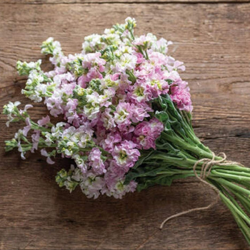 A bundle of Antique Pink stock flowers with chartreuse green centers and pale pink edges, tied together on a wooden surface.
