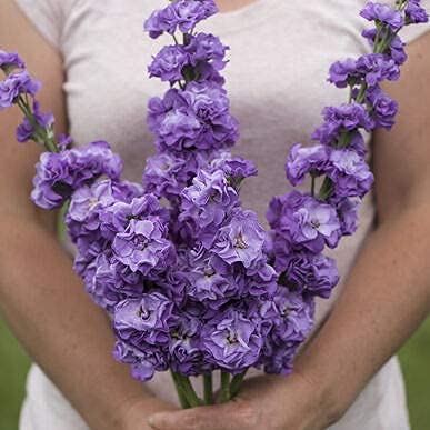 A person holding a bouquet of iron blue stock flowers with a focus on the vibrant purple flowers.