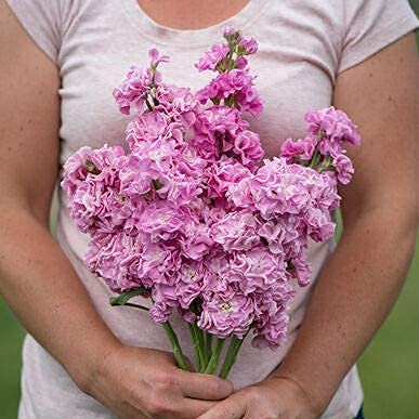 A person holding a bouquet of pink stock flowers.