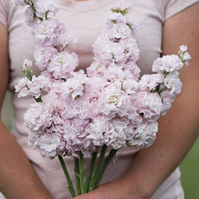 Premium, reliable florist quality. Early single-stem, or column-type stock in a highly uniform series for one-cut harvest. Aptly named for strong, straight, rigid stems. It is slightly later to flower, and has shorter and thicker stems. Tightly spaced florets on the flower spike make for compact 1 1/2–2", soft blush/rose pink blooms with a full appearance. 