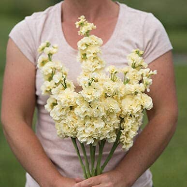 A person holding a bouquet of yellow stock flowers.