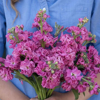 A person holding a bouquet of pink flowers with Stock Katz seeds.