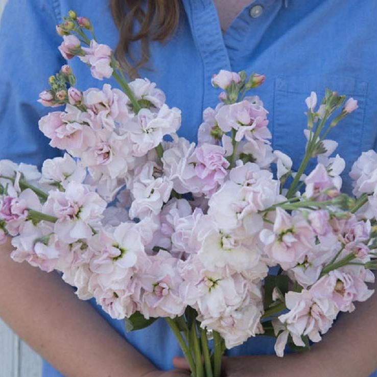 A person holding a bouquet of pink cherry blossom flowers.