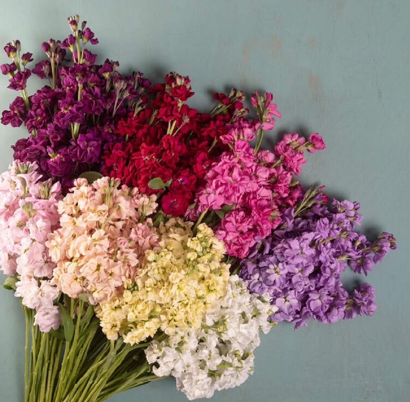 A vibrant arrangement of various flowers including shades of pink, purple, and white, against a plain background.