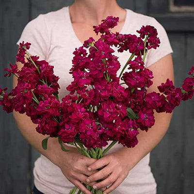 A person holding a bunch of bright pink Stock Katz Ruby flowers.
