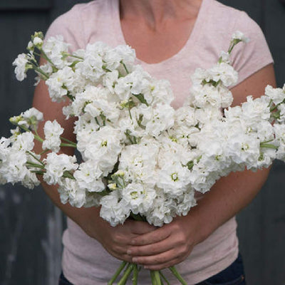 A person holding a bouquet of white flowers with dense, rounded clusters.