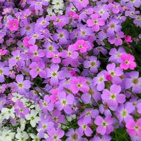 A close-up image of Virginia Stock flowers, showcasing lilac and white blooms.