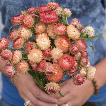 A person holding a bunch of apricot/peach mix strawflowers.