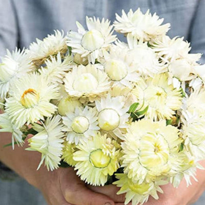 Person holding a bouquet of white flowers against a green background