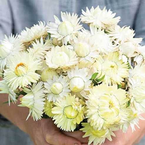 Person holding a bouquet of white flowers against a green background