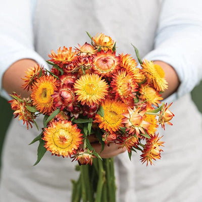 A person holding a bouquet of orange strawflower flowers.