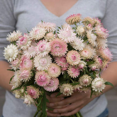 A person holding a bunch of pink and white strawflower silvery roses with green foliage.