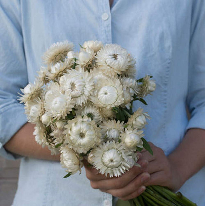 A person holding a bouquet of white strawflowers.