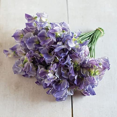 A bunch of Sweet Pea Blue Ripple flowers with lavender blue streaks, placed on a white surface.