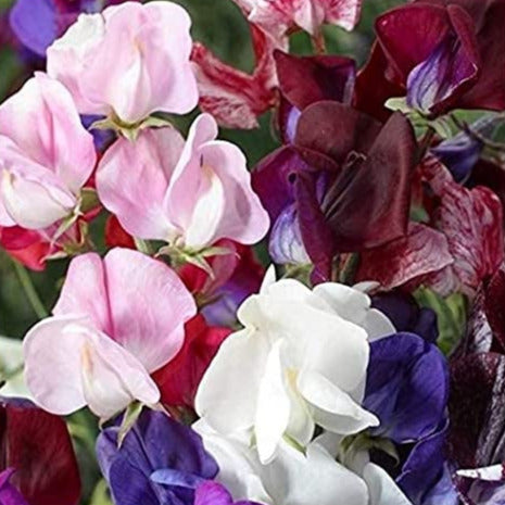 A close-up of various Sweet Pea flowers in shades of pink, white, and purple, showcasing their delicate petals and vibrant colors.